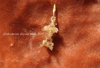aomon230916-na.jpg