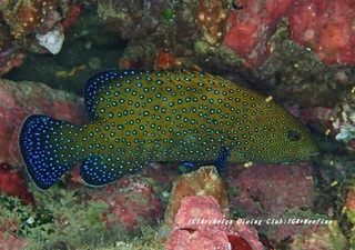 aonome200705-01.jpg