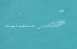 aori200925.jpg
