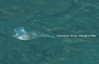 aori201105.jpg