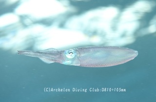 aori240820-y.jpg