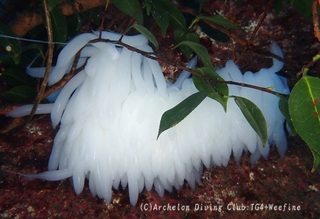 aoriegg240401-y.jpg