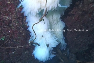 aoriegg240422-y.jpg