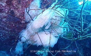 aoriegg240508-y.jpg