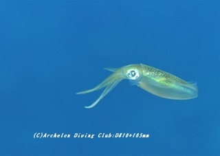aoriika190725.jpg