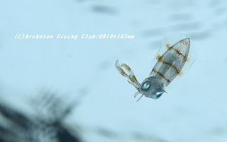 aoriika190827-01.jpg