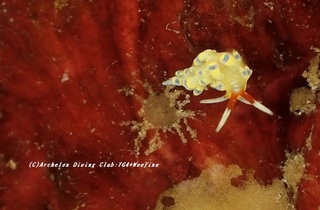 aosen210101-yya.jpg