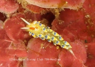 aosen240208-y.jpg