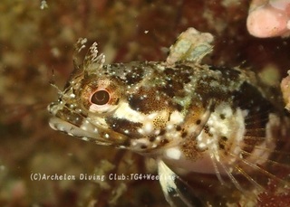 araisokoke240313-k.jpg