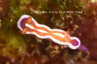 arari240510-n.jpg