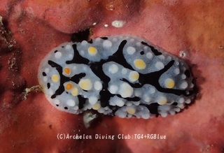 babaibo241003-s.jpg