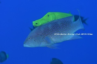 barahata200912.jpg