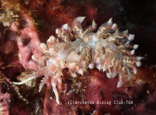 baratogemino240802-migi.jpg