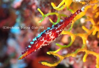 beniginu240922-ide.jpg