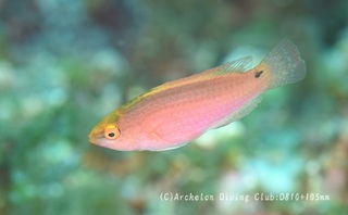 benihire240808-n.jpg
