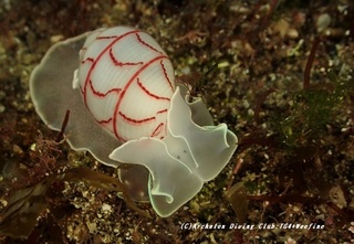 benishi210101-yya.jpg