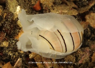beniyakata230810-k.jpg