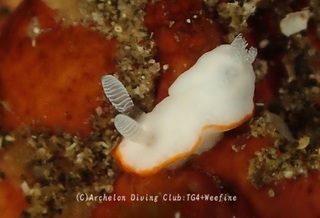 bonbori240117-y.jpg