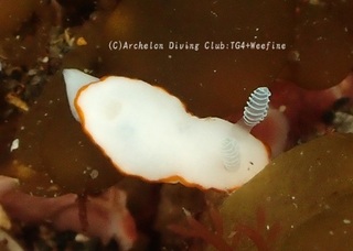 bonbori240413-y.jpg