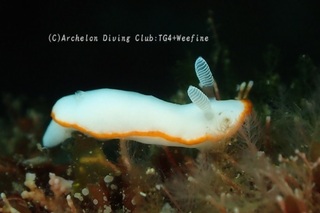 bonbori240604-y.jpg
