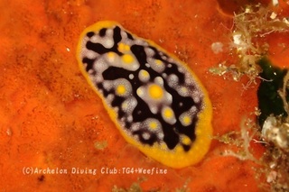bonji240605-n.jpg