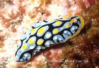 bonjiibo240910-s.jpg