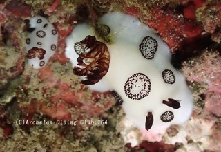 buchi241002-k.jpg