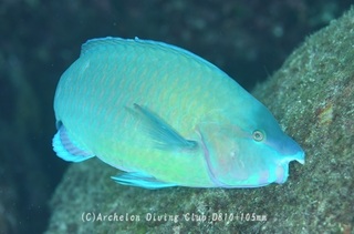 budai231127-n.jpg