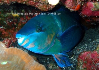 budai250212-y.jpg
