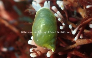 budouginu250221-y.jpg