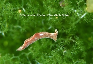 chairomidori190304.jpg