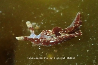 chairomidori250327-y.jpg