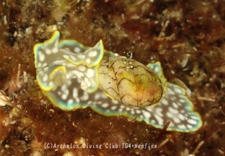 chashibori231020-nnn.jpg