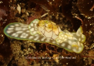 chashibori240127-y.jpg