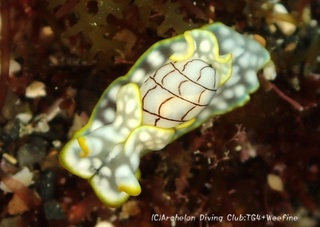 chashibori240307-y.jpg