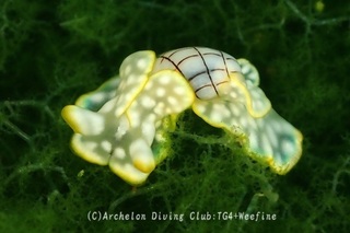 chashibori240421-y.jpg