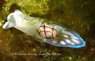 chashibori240717-y.jpg