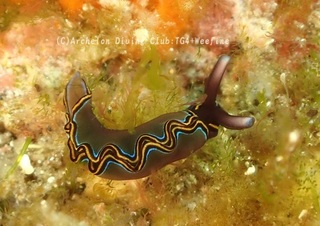 chigo240414-n.jpg