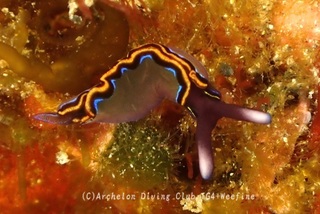 chigomidori240222-s.jpg