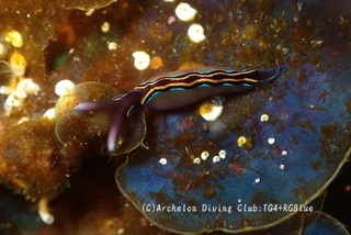 chigomidori250410-n.jpg