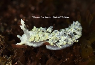 chigomino210227-ya.jpg