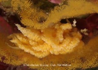 chigomino240930-y.jpg
