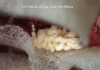 chigomino241029-y02.jpg