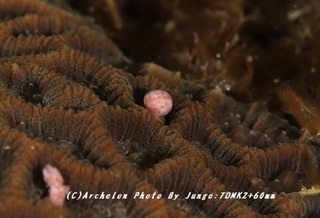coral180801-01.jpg