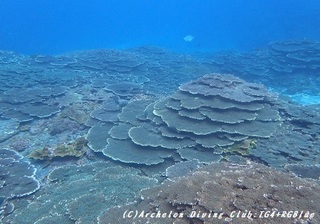 coral181204.jpg