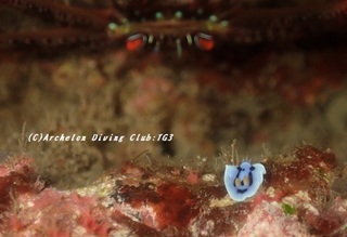 daiana191112.jpg