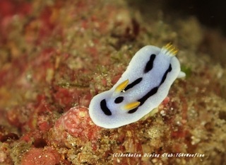 daiana200905.jpg