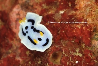 daiana201110.jpg