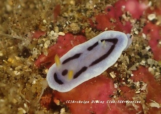 daiana230807-zomi.jpg