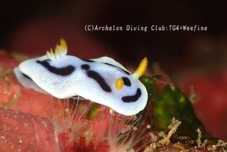 daiana231202-s.jpg